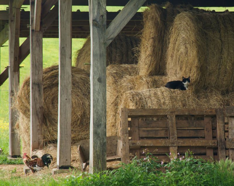 Barn Structural Repair in Wilmington, NC